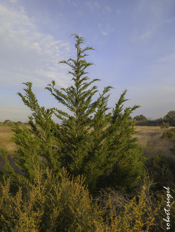 emily renzel wetlands 2026